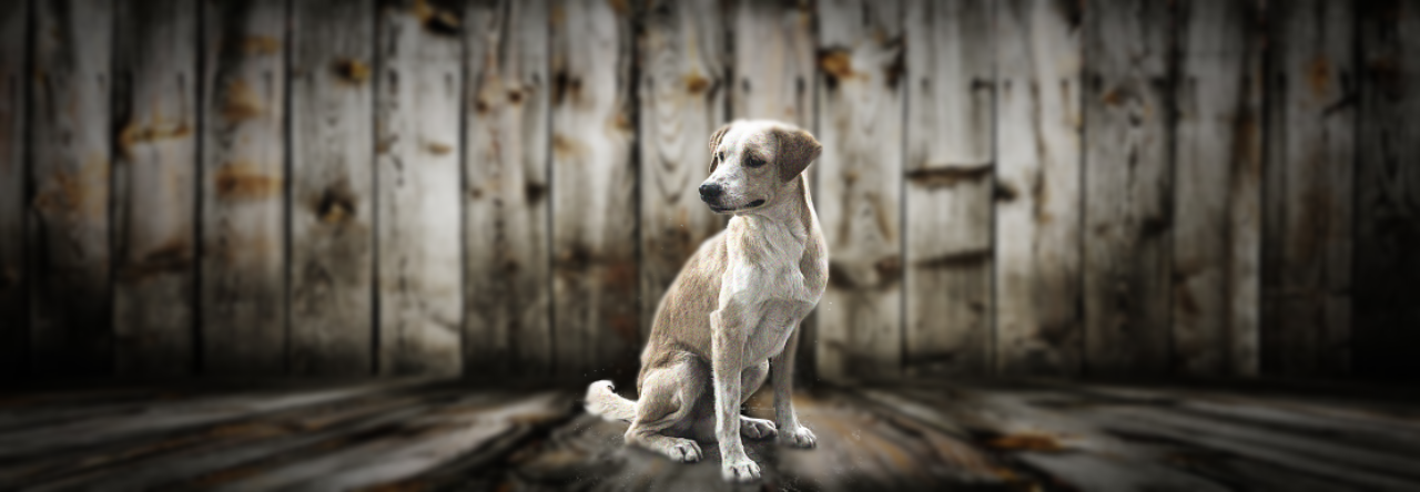 The Businessman And the Stray Dog