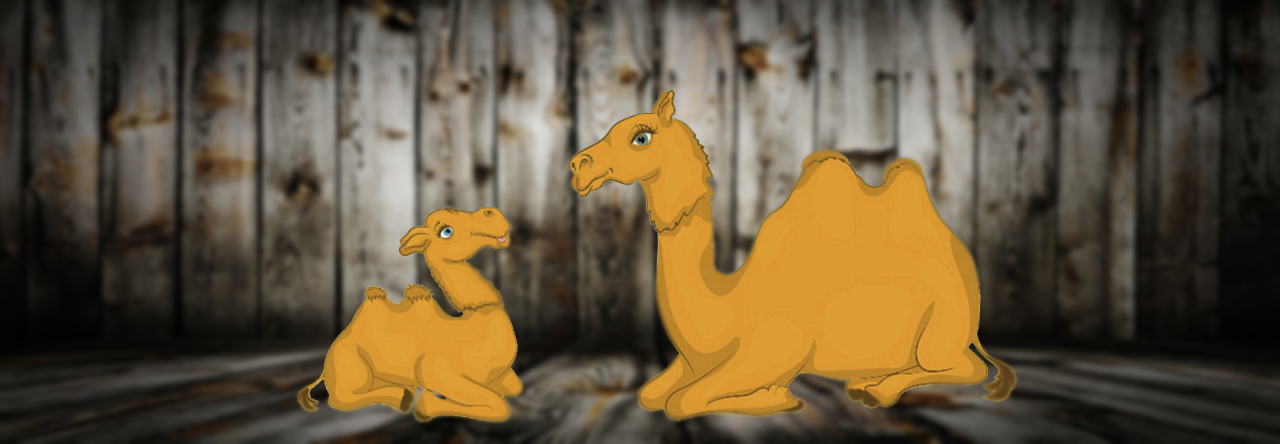 Inquisitive Baby Camel