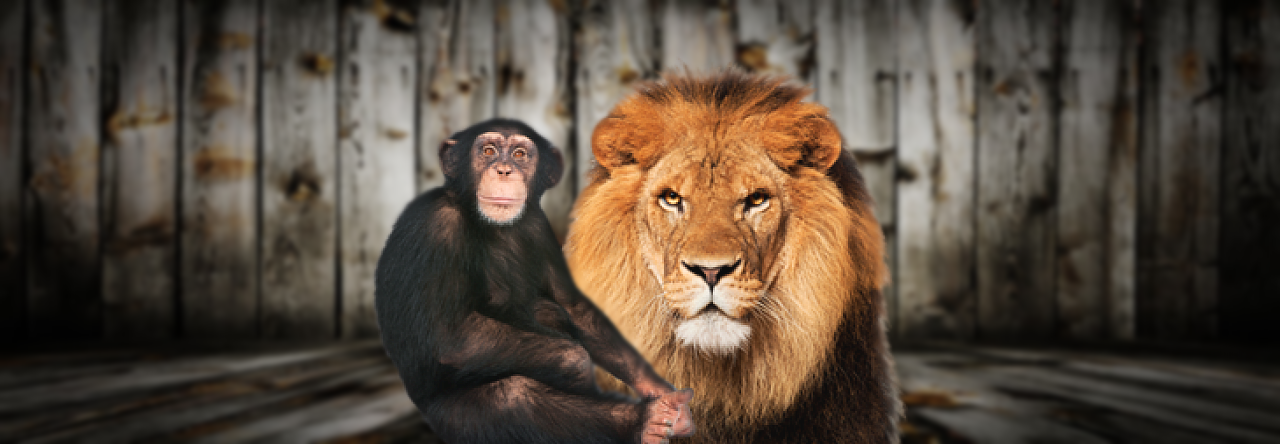 The Lions and The Monkeys