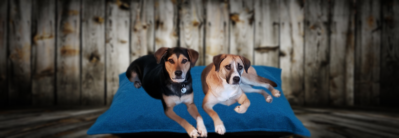 My House Smells Like Dog